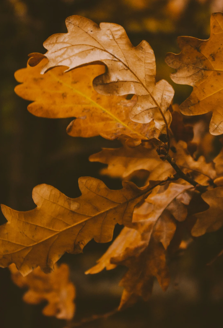 Icon for the 'Autumn Allure' section featuring a fall-themed background with brown and beige leaves, setting the mood for the fall collection of phone cases.